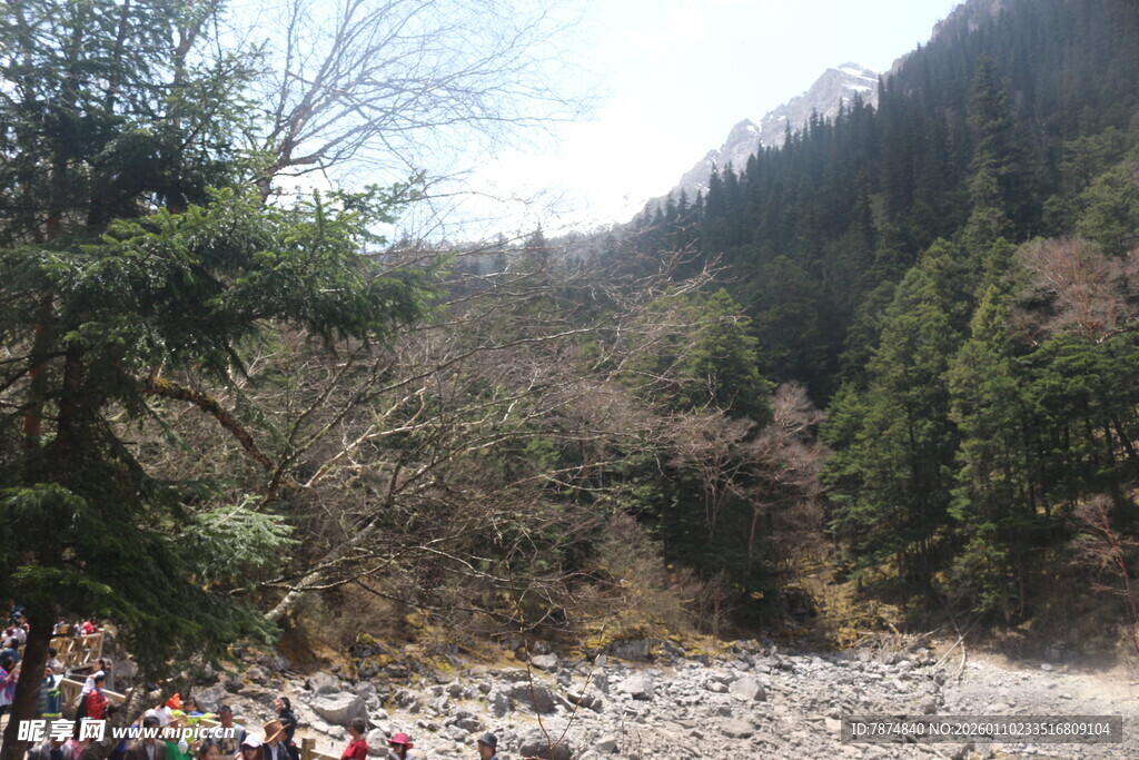 山间碎石地与茂密树林