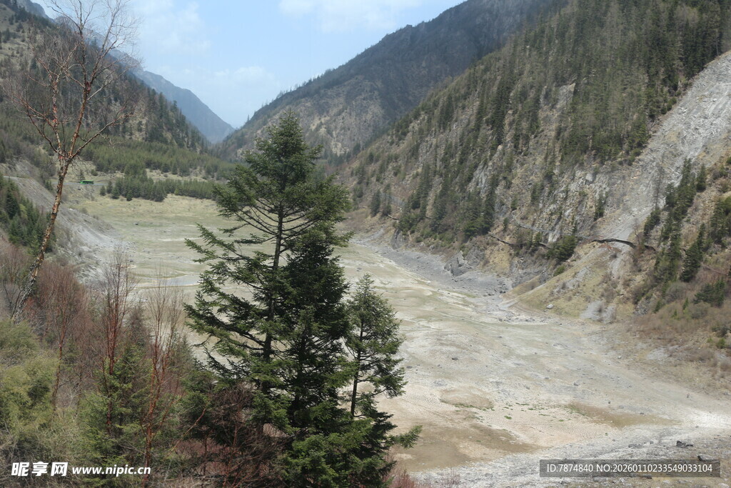 山间河谷中的挺拔松树