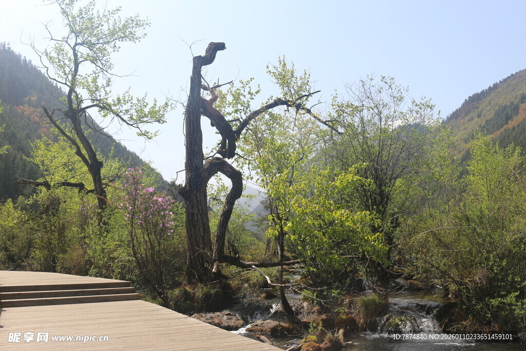 山间枯树与繁茂植被景观
