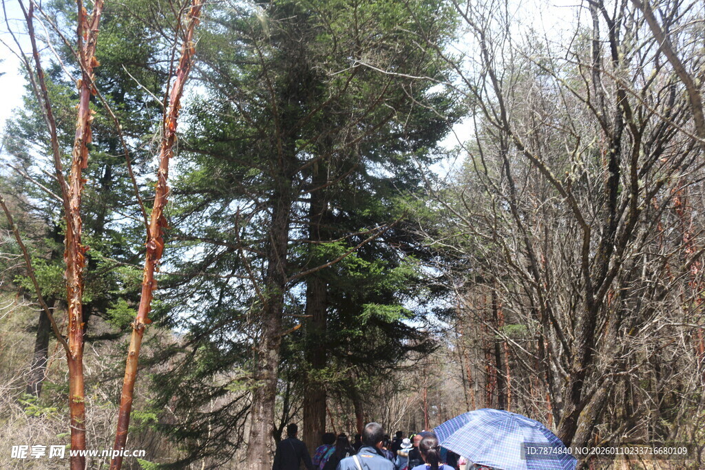 森林中的露营场景