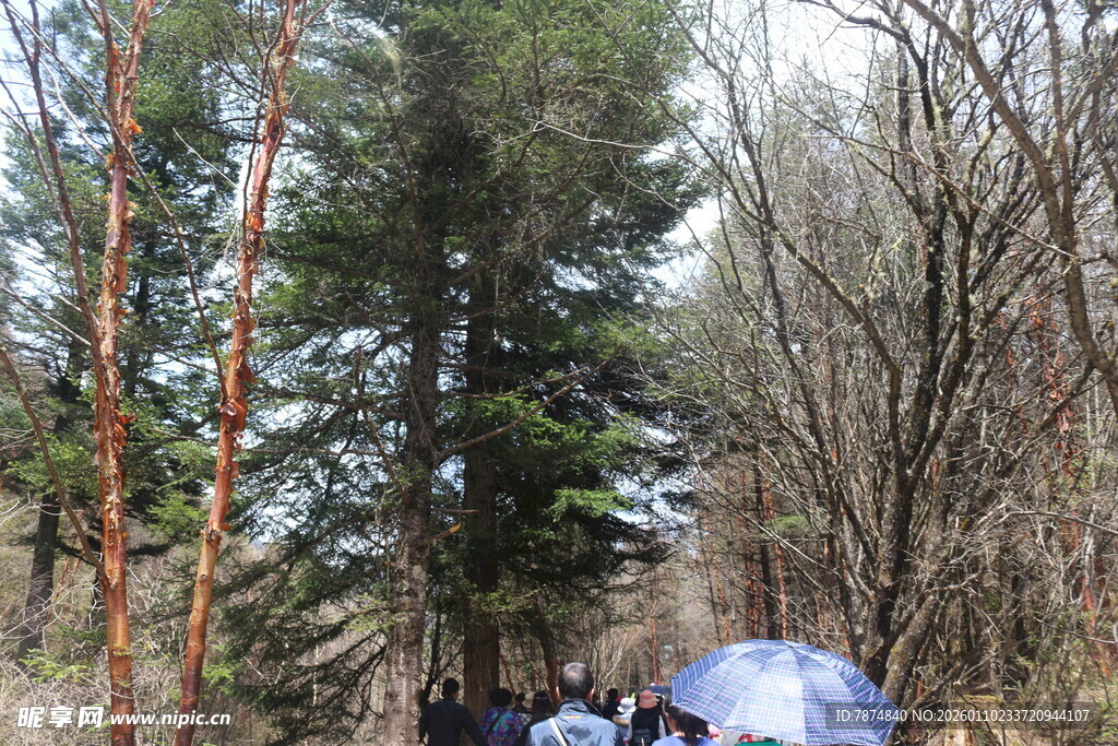 森林中的露营场景