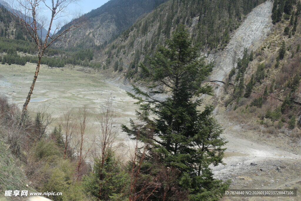 山间河谷边的挺拔松树