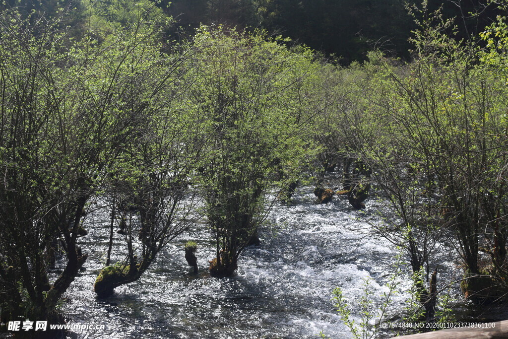 山间溪流旁的葱郁树木
