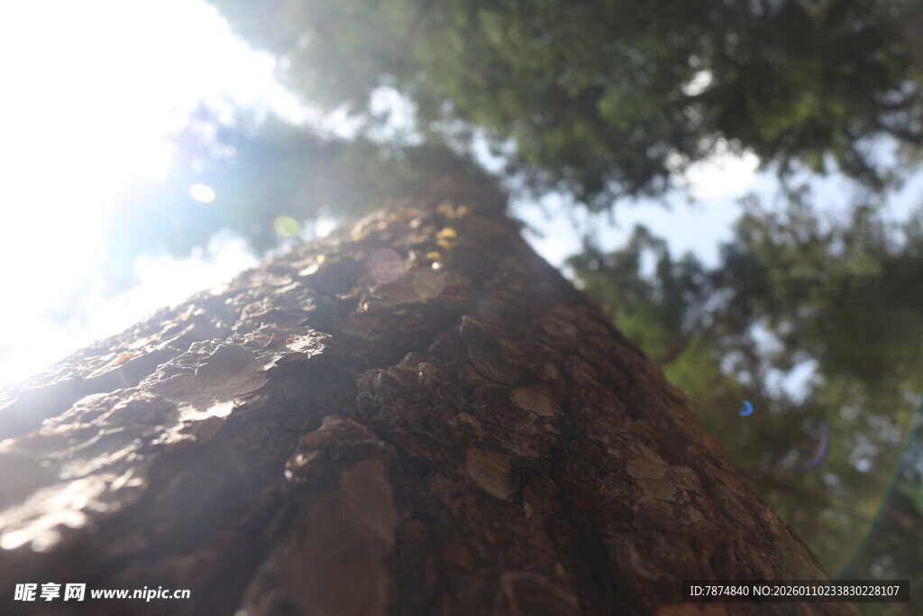 仰视树干与林间阳光