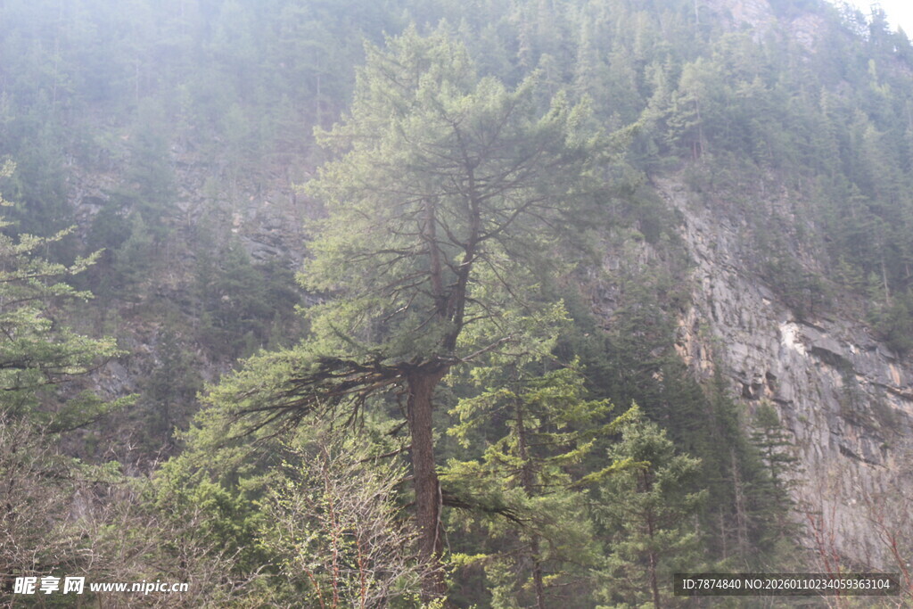 山林茂密的自然景观