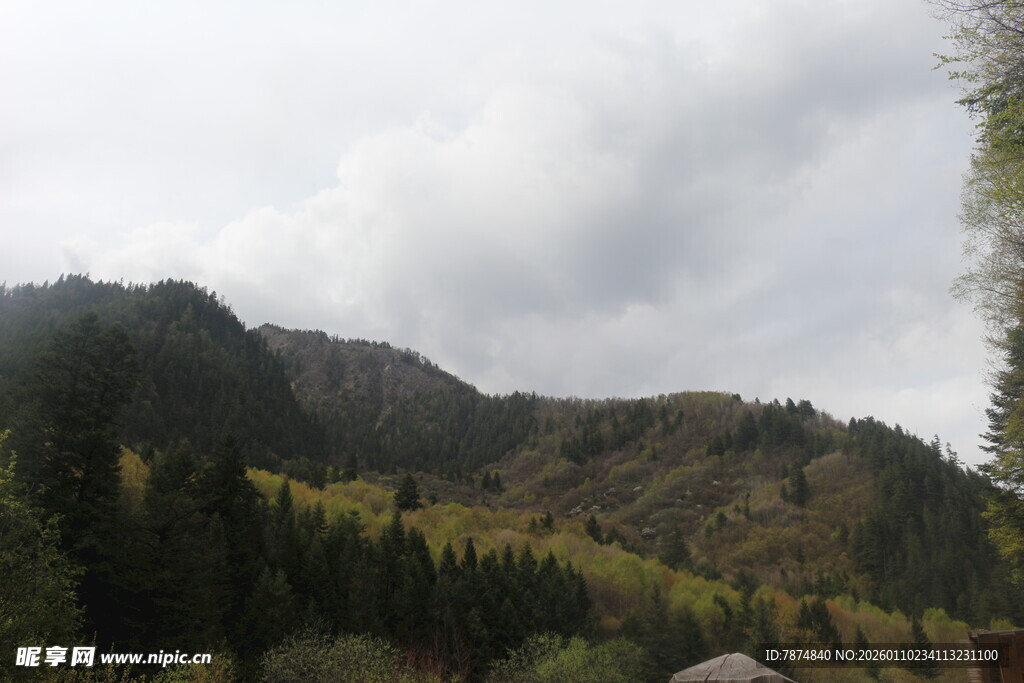 山间云雾缭绕的森林美景