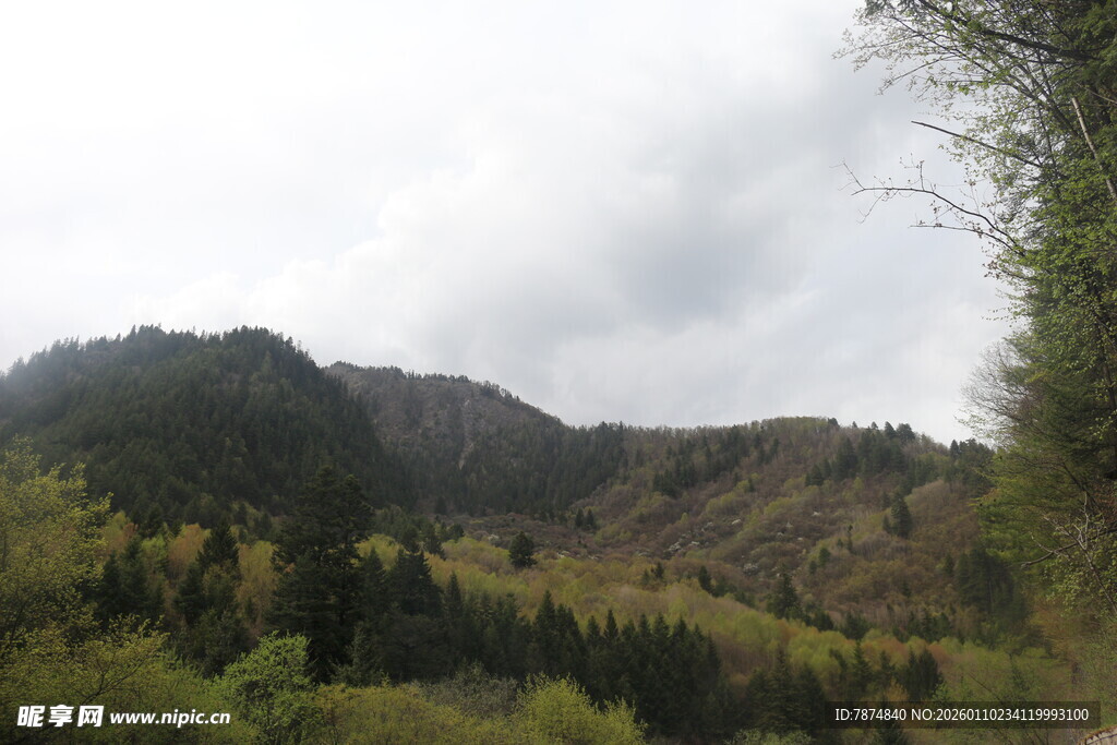 山间景致 绿意盎然的山林