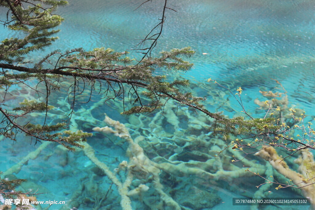 水下枯树景象 蓝绿水域奇观