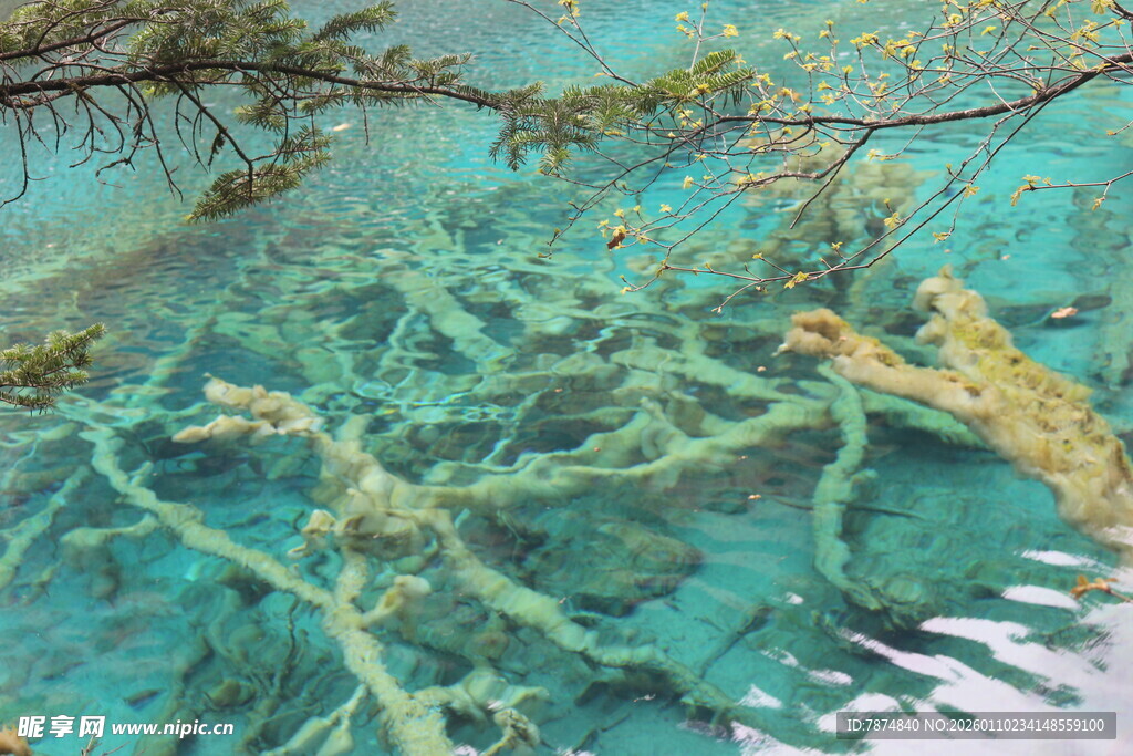 清澈湖底的水下植物景观