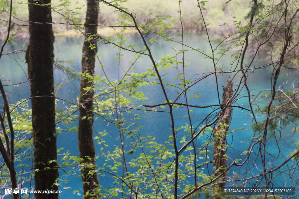 森林中的幽蓝湖水