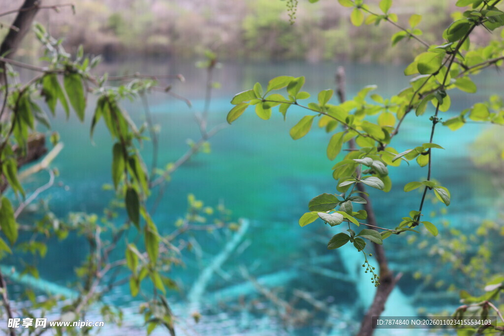 透过枝叶看澄澈蓝湖