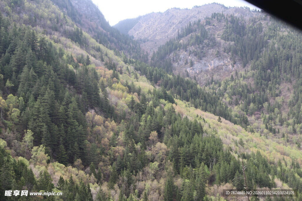 山间苍翠森林景观