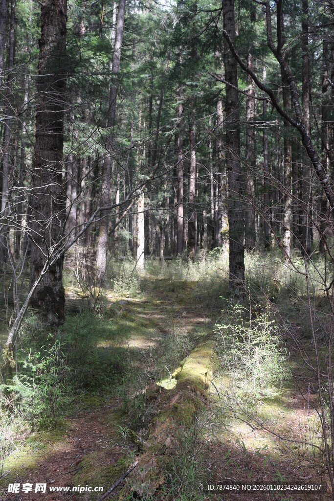 静谧森林中的林间小道