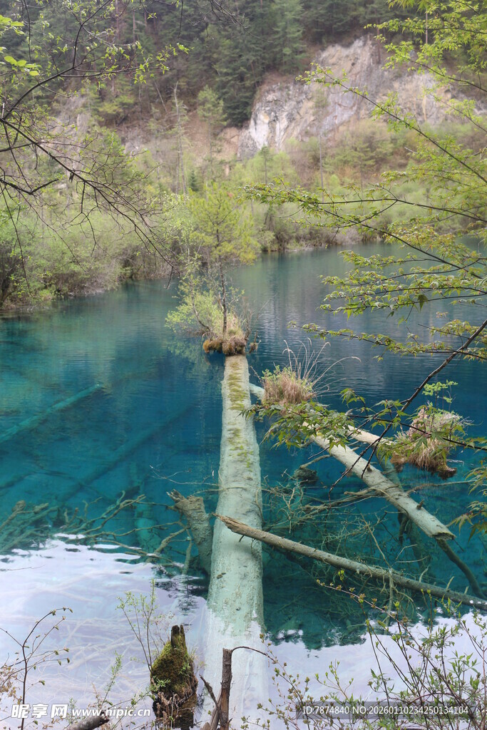 清澈蓝湖中的枯木景观