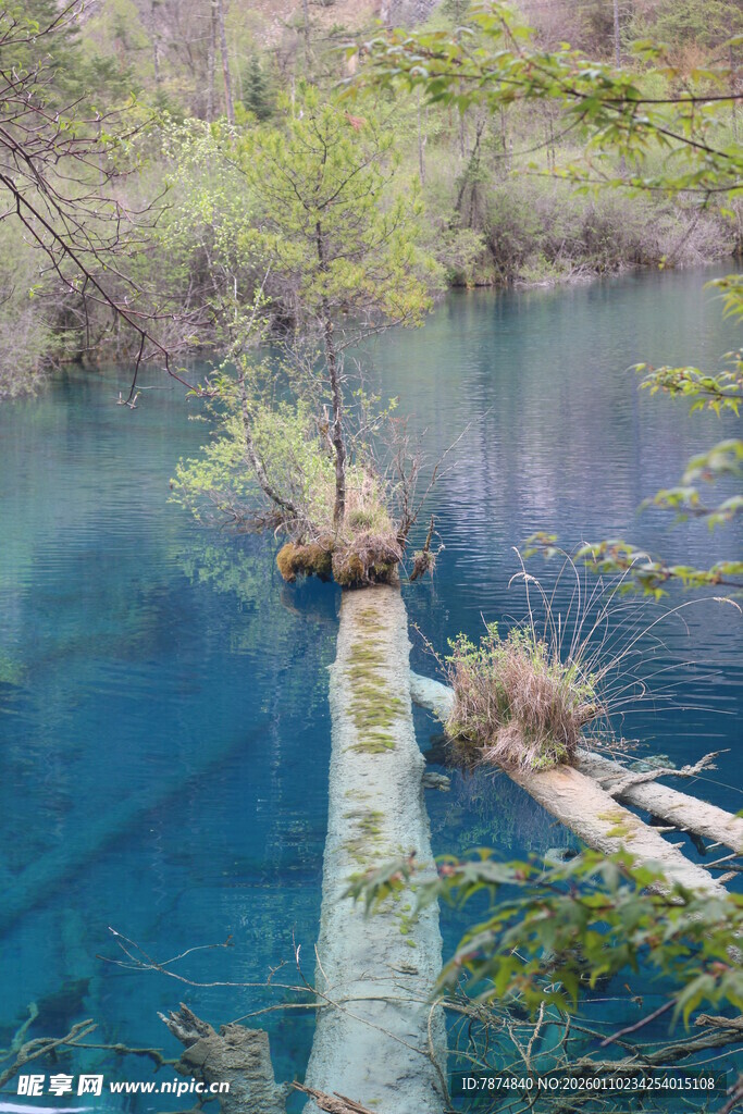 蓝湖中的枯木景观