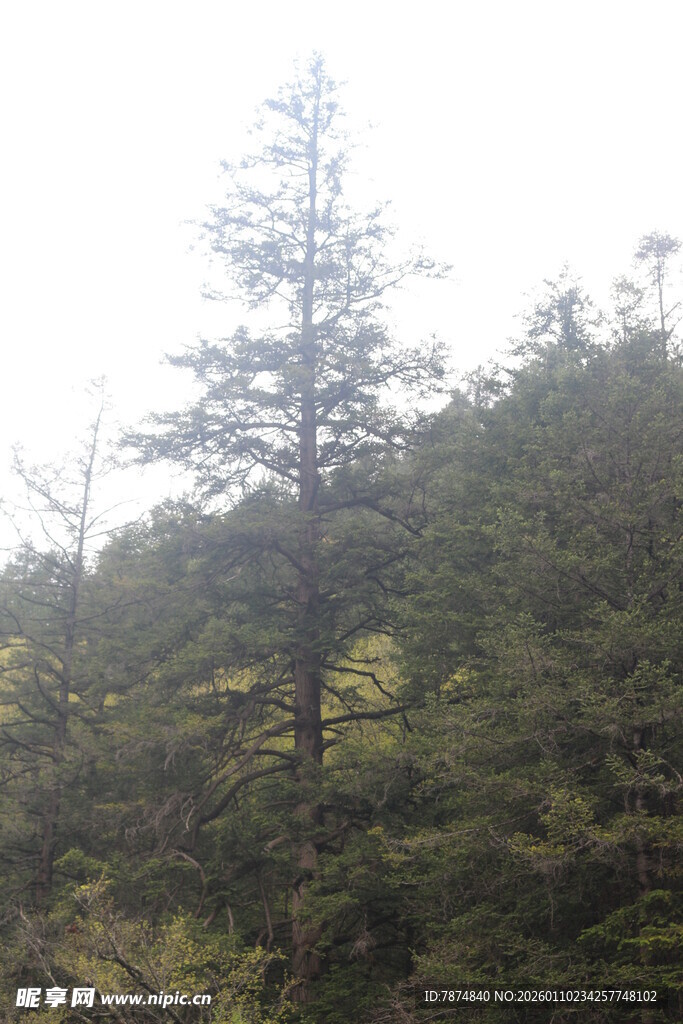 山林中的挺拔松树