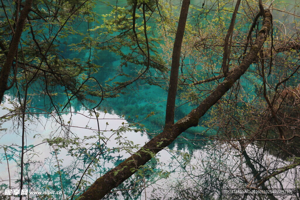 春日湖景与繁花相映