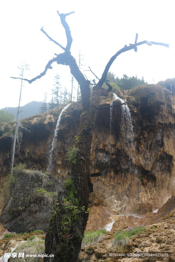 枯树旁的壮观瀑布景观