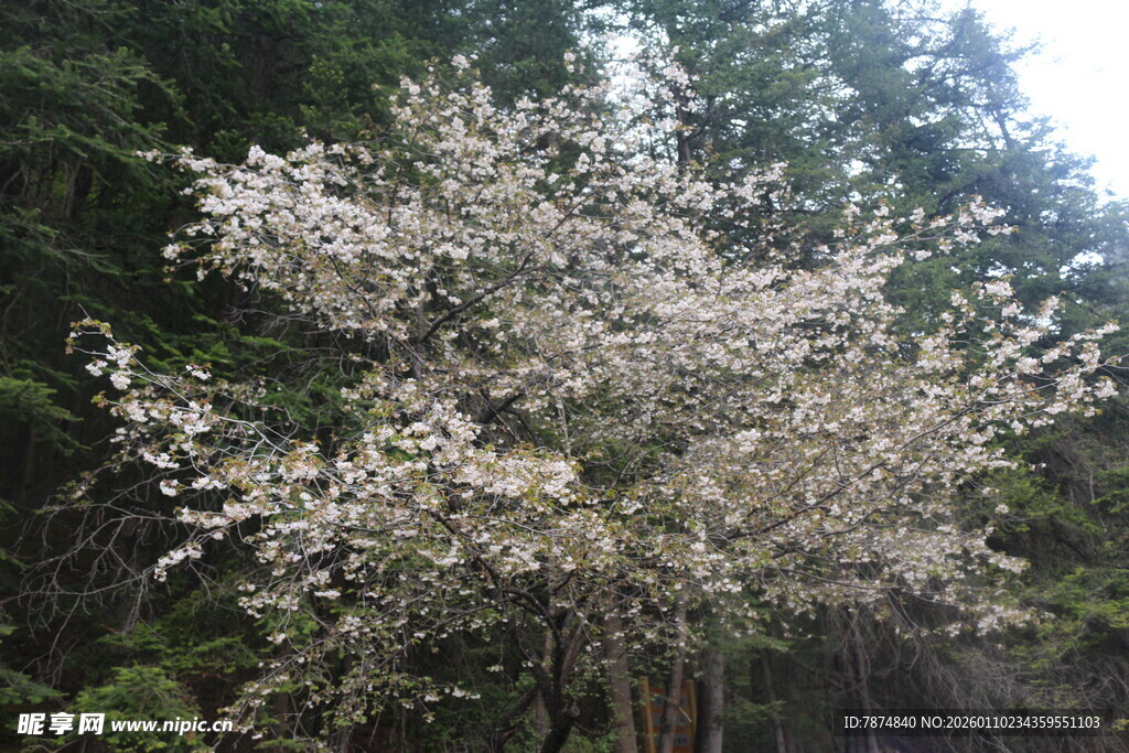 盛开的白花树