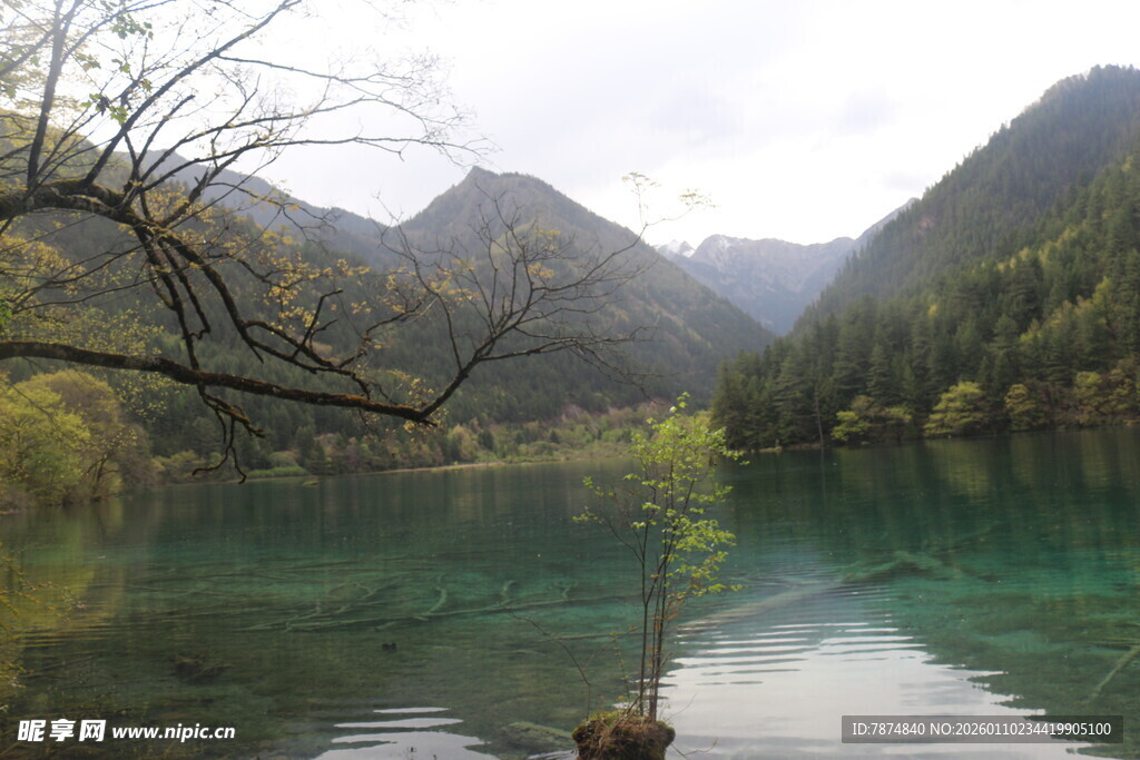 山间碧绿湖水与孤树