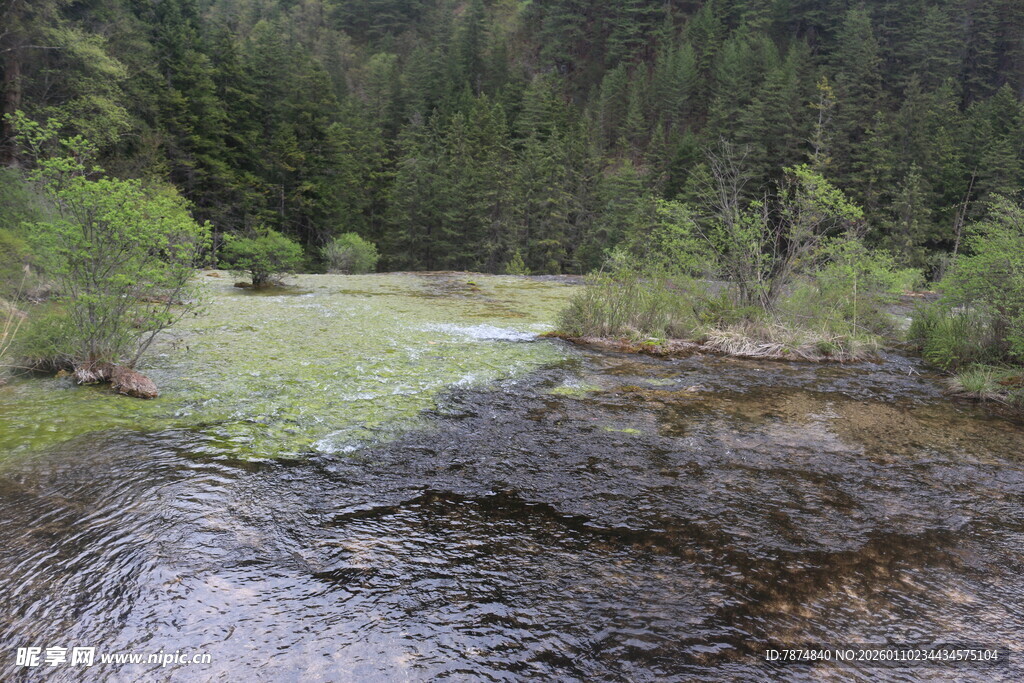 山间清潭畔的葱郁树林