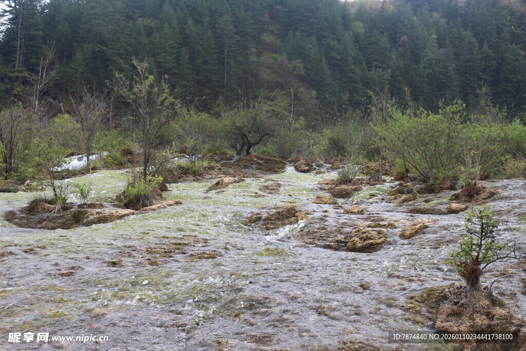 山林中被砍伐后的景象