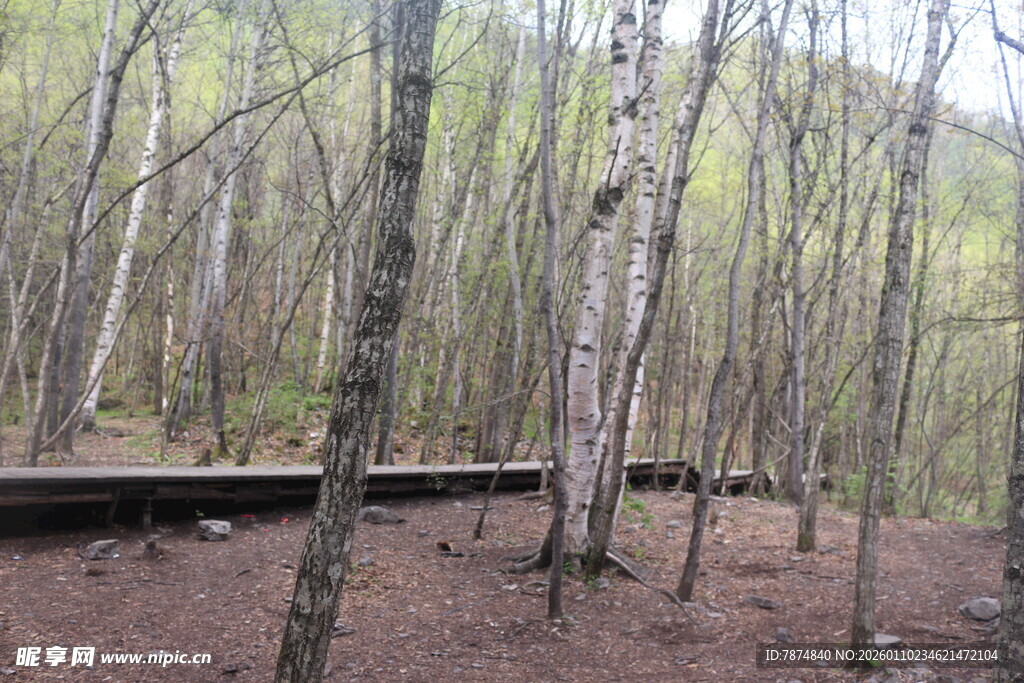 林间木栈道的静谧景致