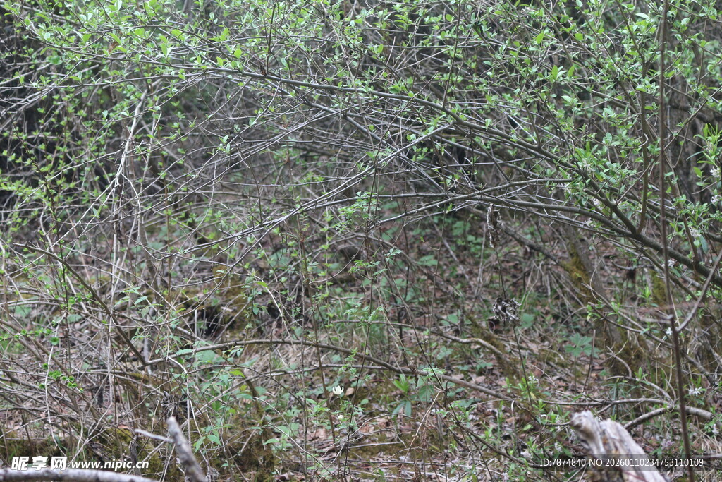 野外繁茂植被景象