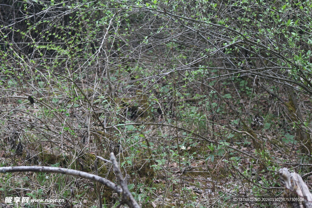 野外灌木丛景观