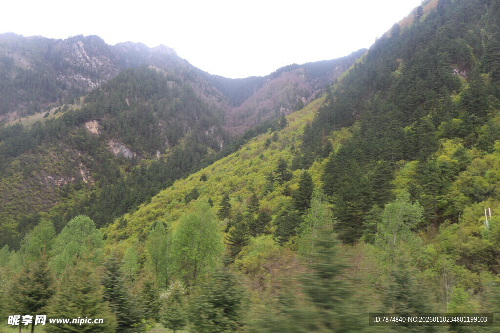 山间葱郁森林壮丽景致