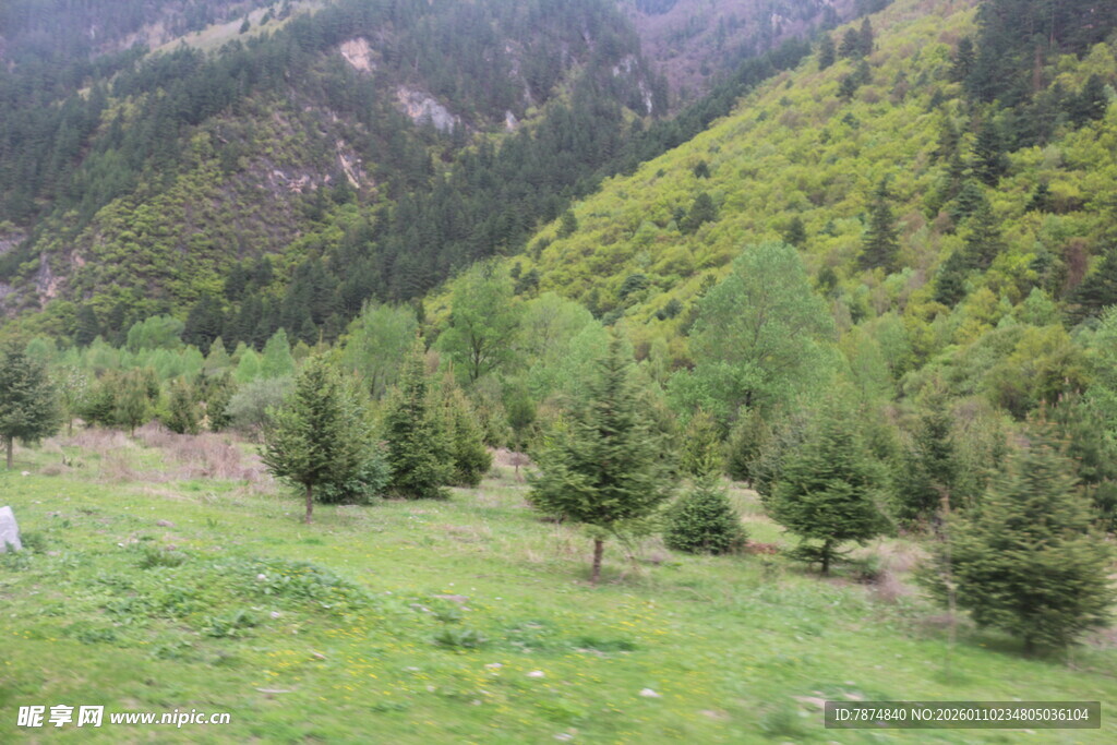 山间翠绿松林美景