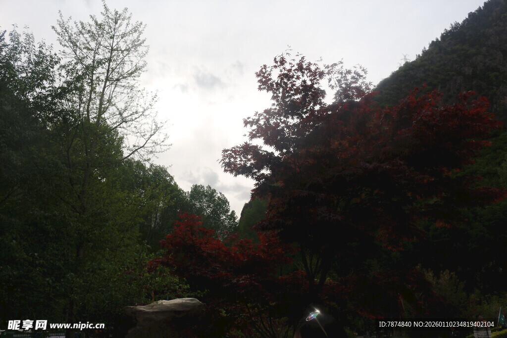 山林间色彩斑斓的树木景色