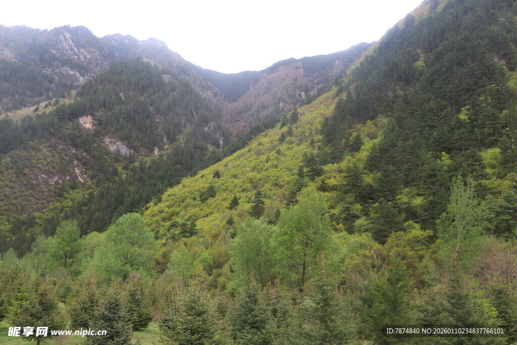 山间葱郁绿意景观