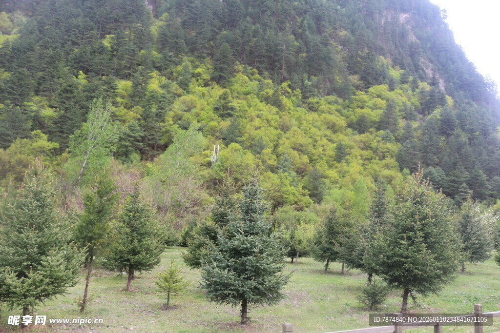 山间绿树成荫的宁静景致