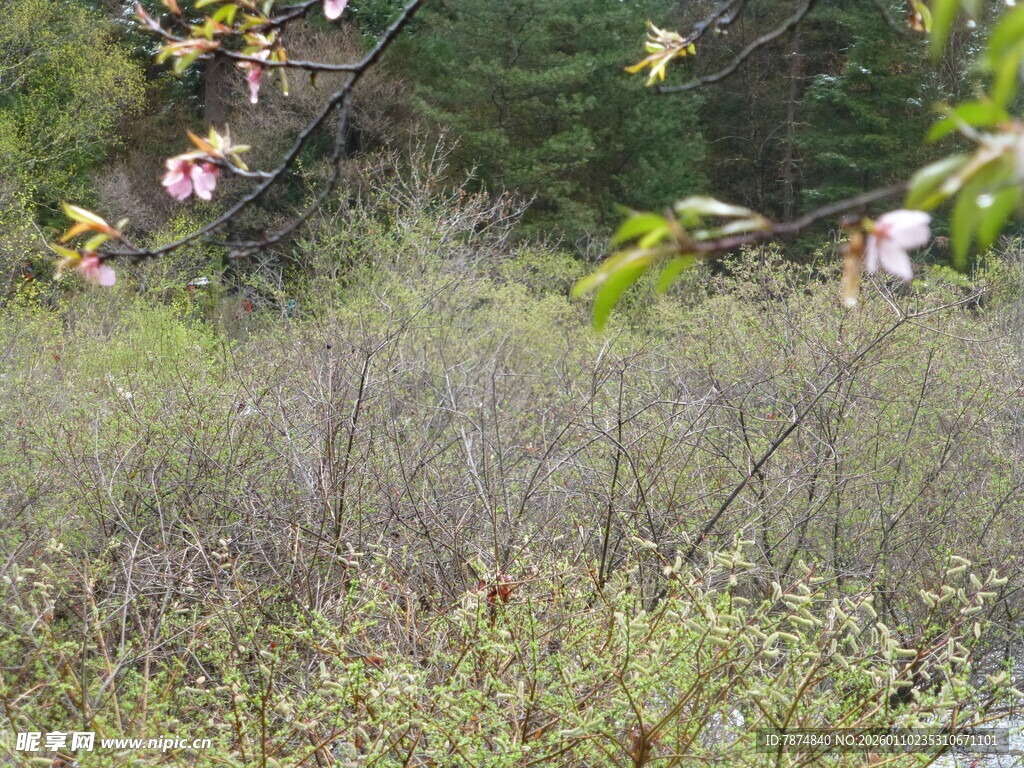 野外繁茂植被景观