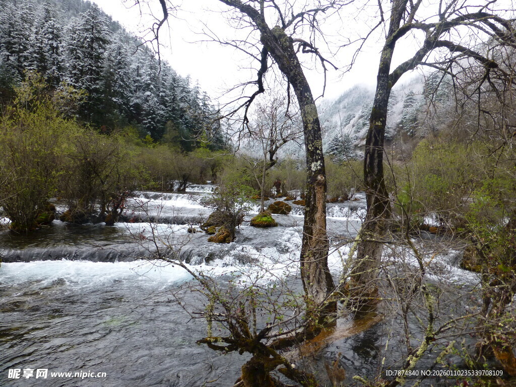 冬日溪流旁的萧瑟枯树
