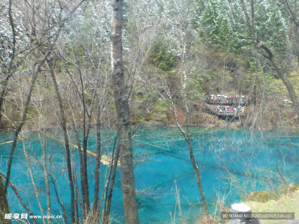 蓝湖旁的树林景观