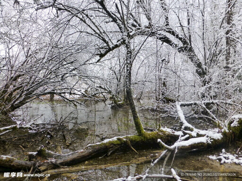 冬日覆雪的河畔树木景观