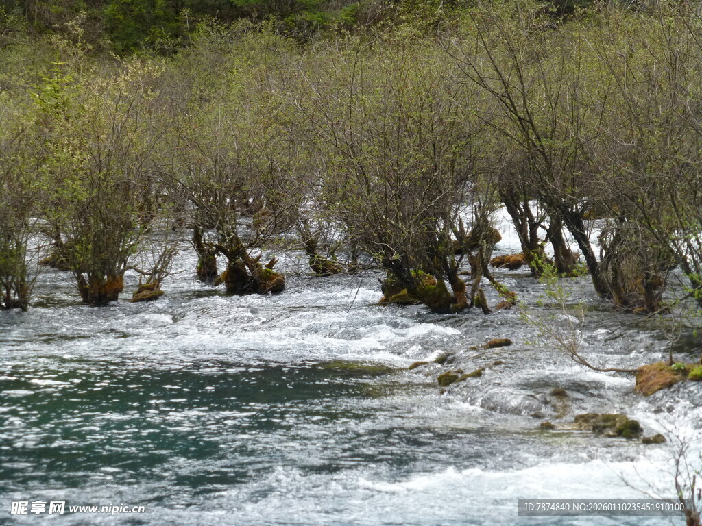 湍急溪流旁的葱郁树林