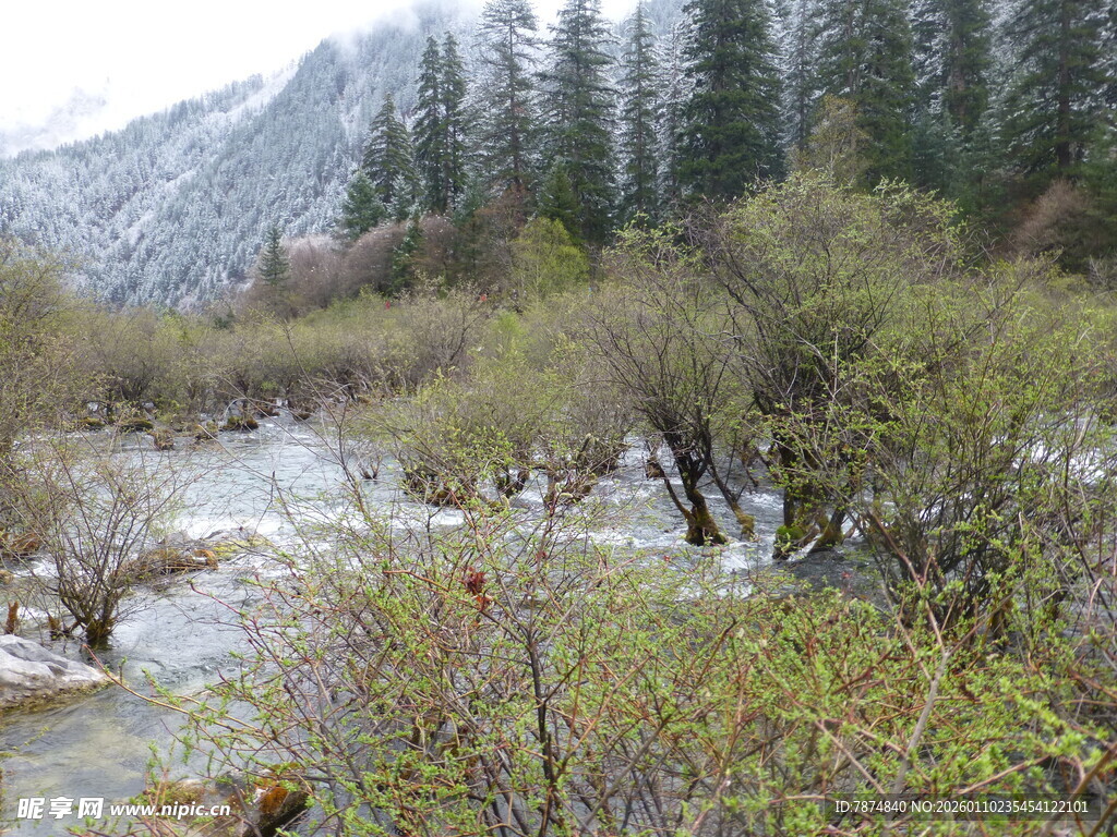 山间溪流旁的繁茂植被