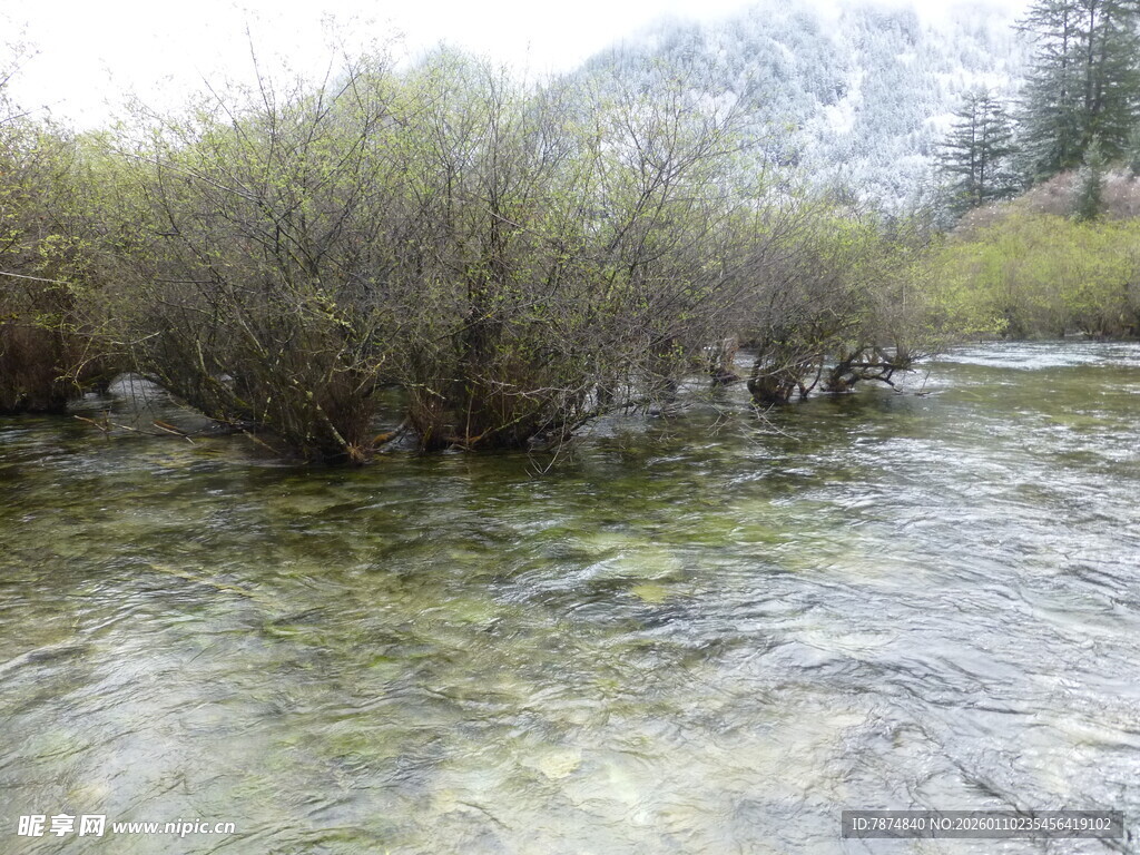 清澈溪流旁的繁茂灌木丛