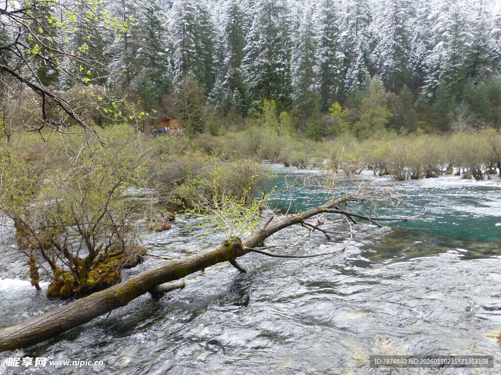 林间溪流与横卧枯木