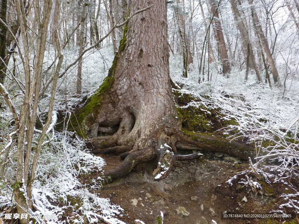 雪覆森林中的古老大树