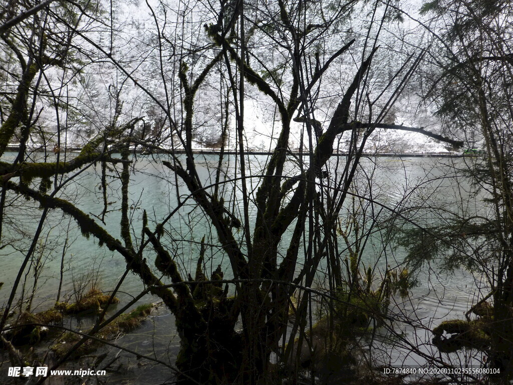 冬日河畔枯树与朦胧景致