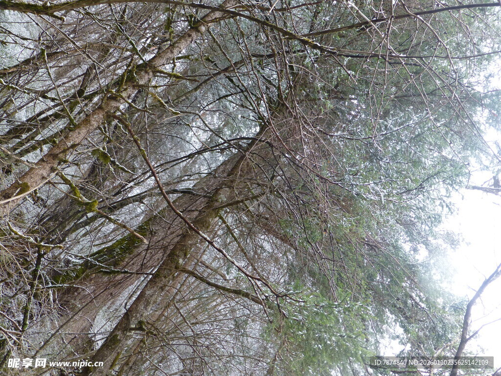 茂密森林中的高大树木