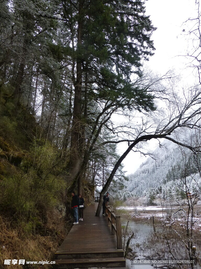 冬日山林中的漫步小径