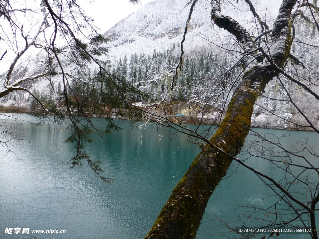 冬日湖畔雪景 树枝低垂