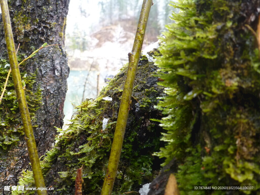 树干上的翠绿苔藓景观