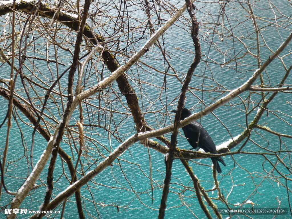 枝头小鸟与澄澈湖水景色