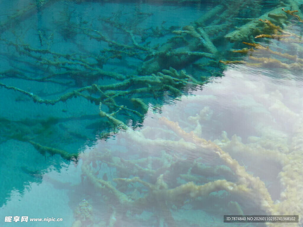 清澈水底的斑斓珊瑚景观